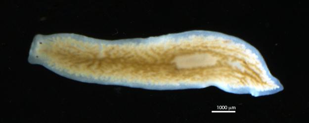 By Holger Brandl, HongKee Moon, Miquel Vila-Farré, Shang-Yun Liu, Ian Henry, and Jochen C. Rink - PlanMine - a mineable resource of planarian biology and biodiversity. Nucleic Acids Res. 2016 Jan 4; 44(Database issue): D764–D773., CC BY 4.0, https://commons.wikimedia.org/w/index.php?curid=47108232