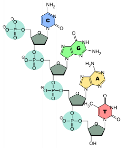 Sponk / Public domain; https://upload.wikimedia.org/wikipedia/commons/f/fe/DNA-Nucleobases.svg