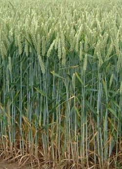 This file is licensed under the Creative Commons Attribution-Share Alike 3.0 Unported  https://cs.wikipedia.org/wiki/P%C5%A1enice#/media/File:Wheat_field.jpg