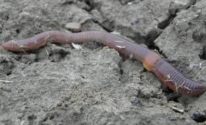 https://commons.wikimedia.org/wiki/File:Earthworm_06.jpg  Rob Hille / CC BY-SA (https://creativecommons.org/licenses/by-sa/3.0)