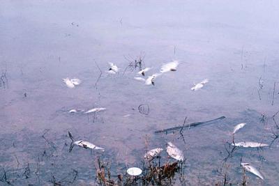 By French, WL, U.S. Fish and Wildlife Service - http://www.public-domain-image.com/public-domain-images-pictures-free-stock-photos/miscellaneous-public-domain-images-pictures/junkyards-pictures/water-pollution-fish-kill.jpg, Public Domain, https://commons.wikimedia.org/w/index.php?curid=24924259